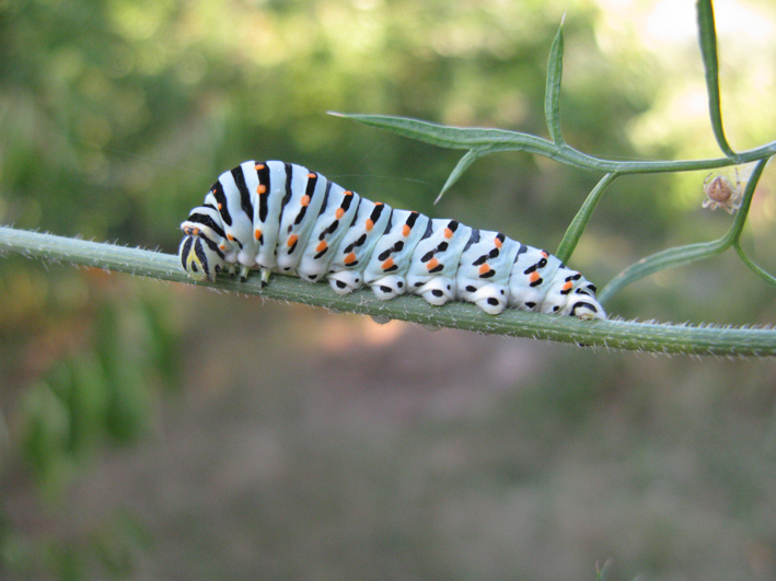 bruco da identificare : Papilio machaon